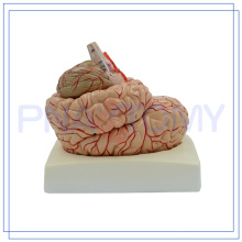 PNT-0611 Lebensgröße 9 Teile menschliches Gehirnmodell
